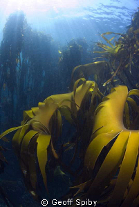 beautiful kelp, Oudekraal, Cape Town by Geoff Spiby 